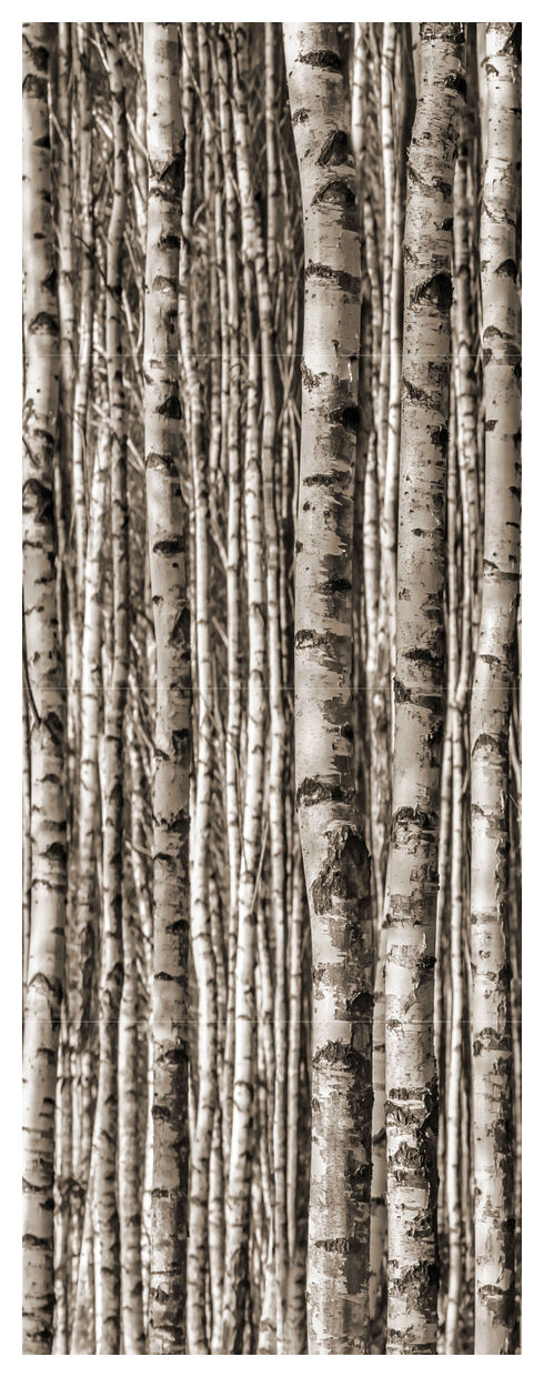 tubądzin birch dekor 4-elementowy 239.8x89.8 