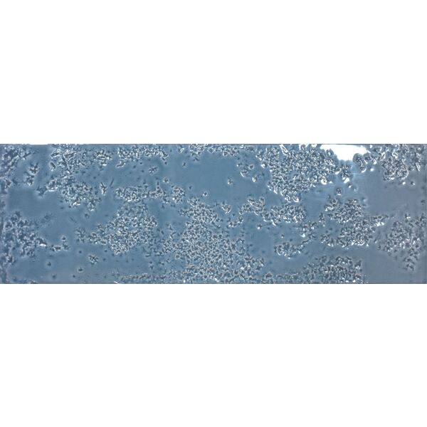 realonda kamado denim glossy gres 15x45 gres do salonu niebieskie błyszczące cegiełki strukturalne o grubości od 8 do 10 mm